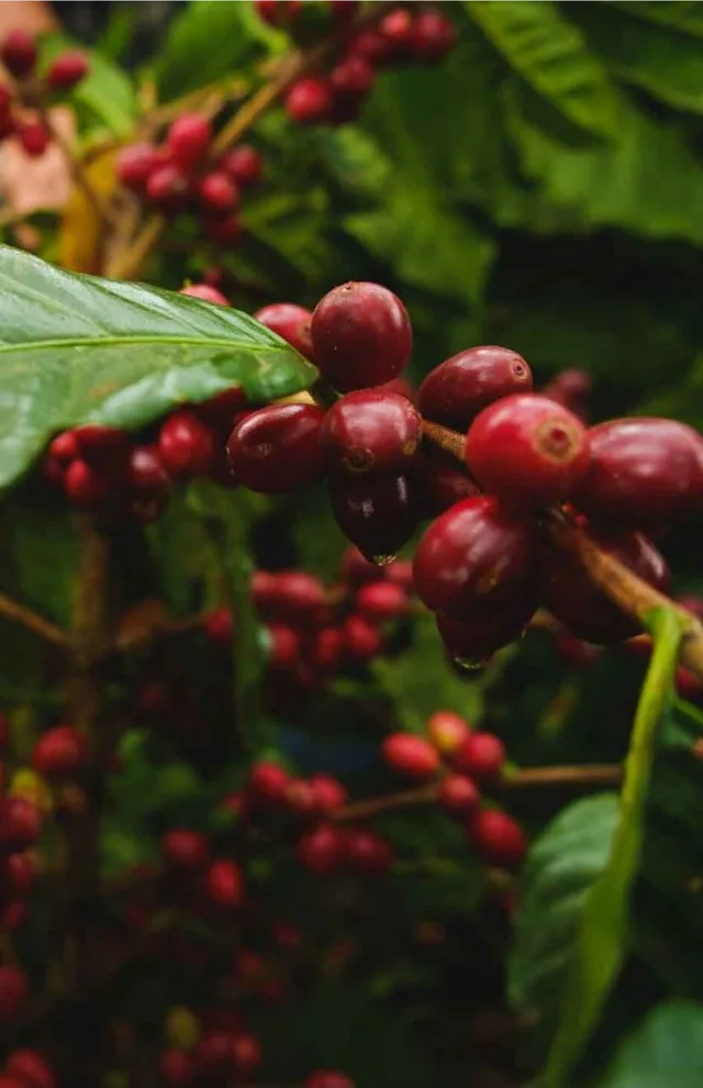 Red coffee cherries on a branch with green leaves