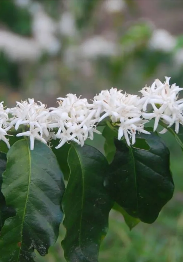 White coffee blossoms on dark green leaves