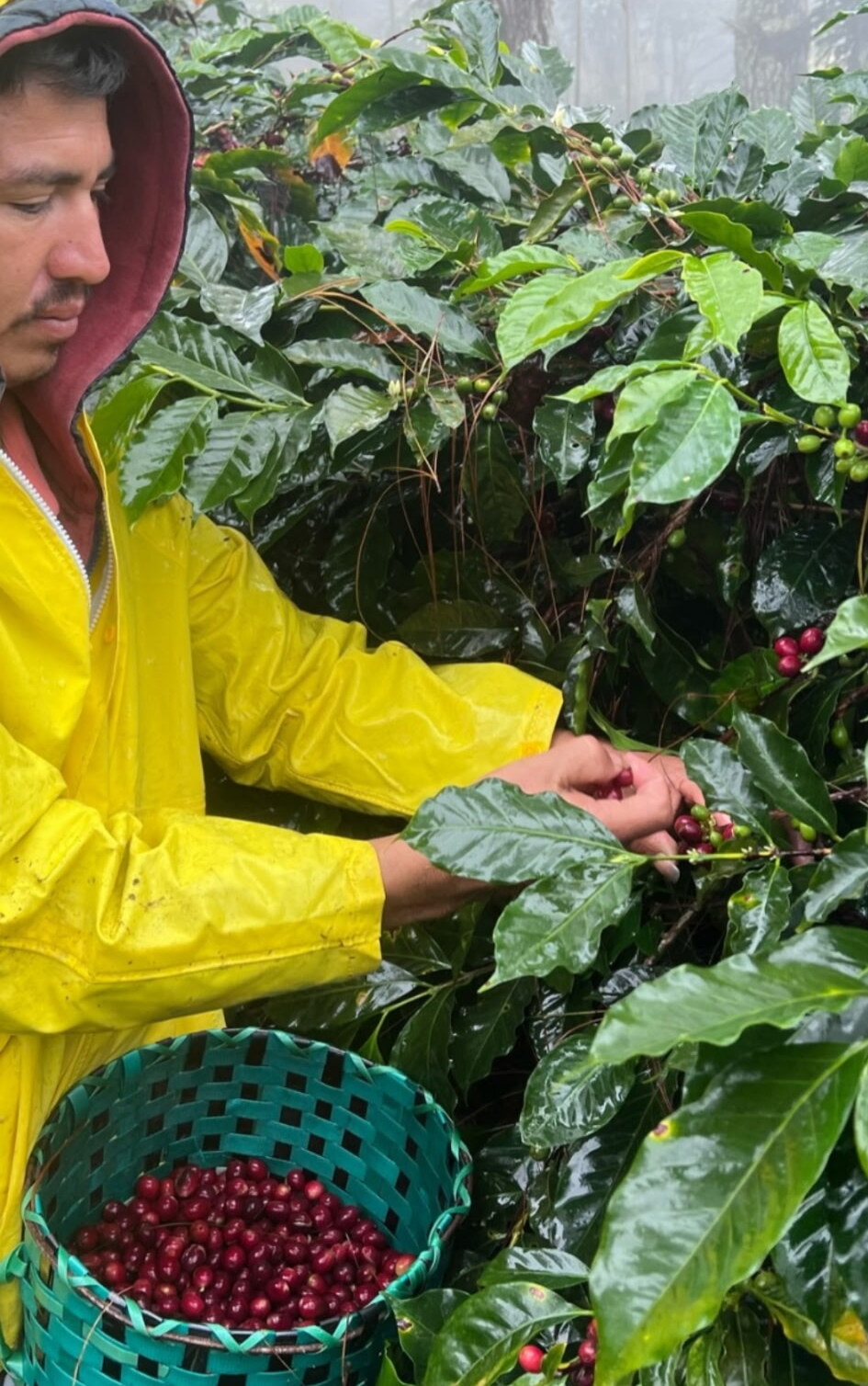 Person in a yellow rain jacket beside coffee plants and a basket of coffee cherries