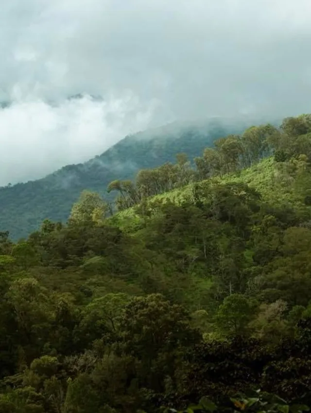 Misty green mountain landscape with cloud cover and forest canopy