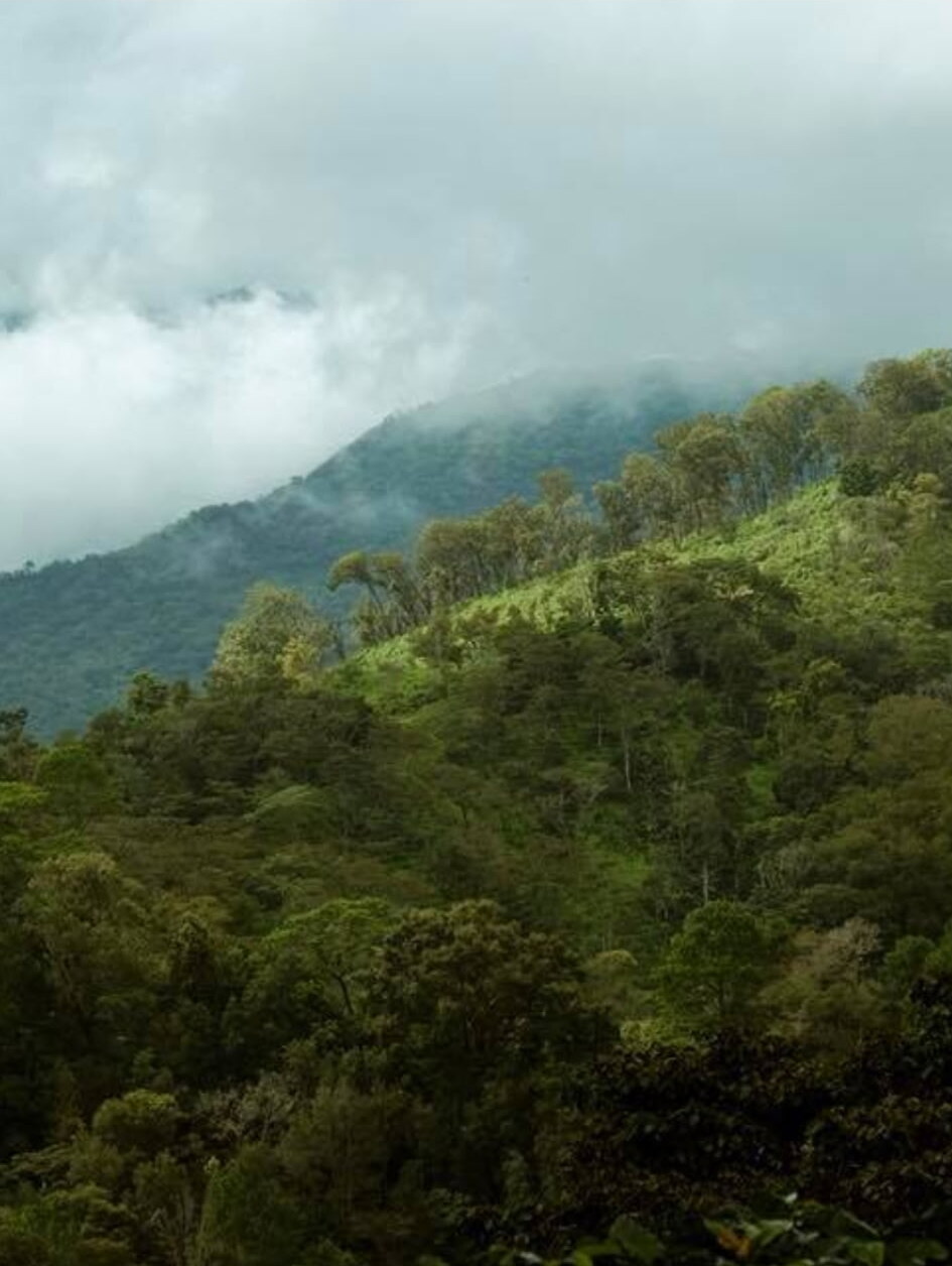 Misty green mountain ridges with forest canopy