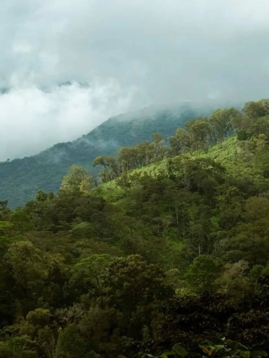 Misty green mountain ridges with forest canopy